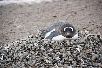 《全面战争：战锤3》纳垢与色孽预告 近在咫尺永不满足